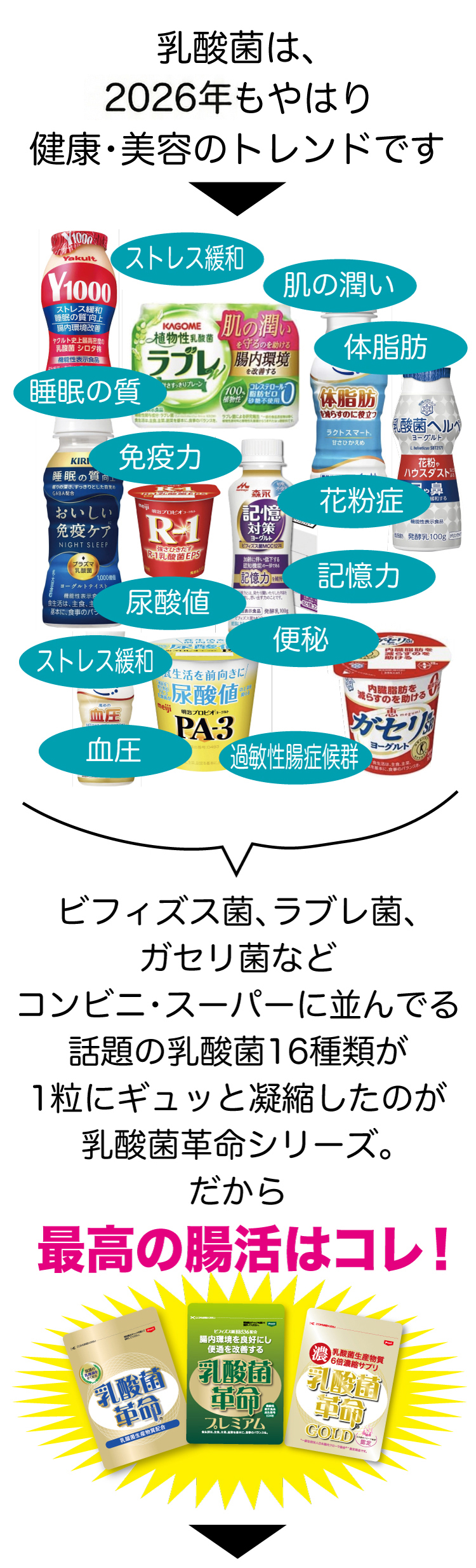 乳酸菌について
