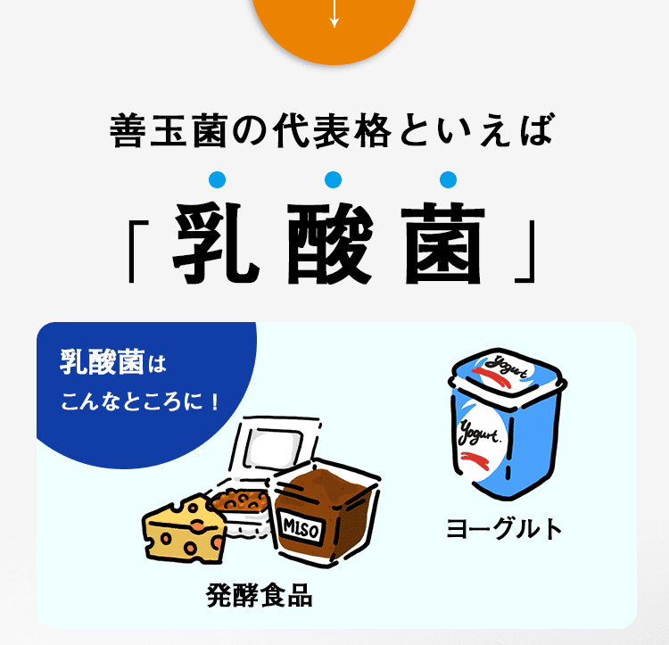 善玉菌の代表格といえば乳酸菌